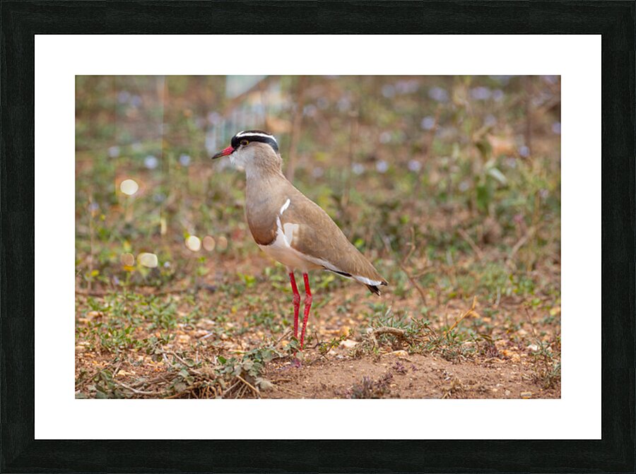 Crowned Lapwing 0414 Picture Frame print