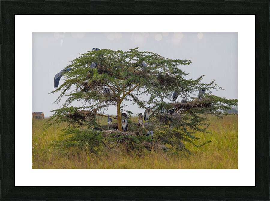 Black Headed Heron 0367 Picture Frame print