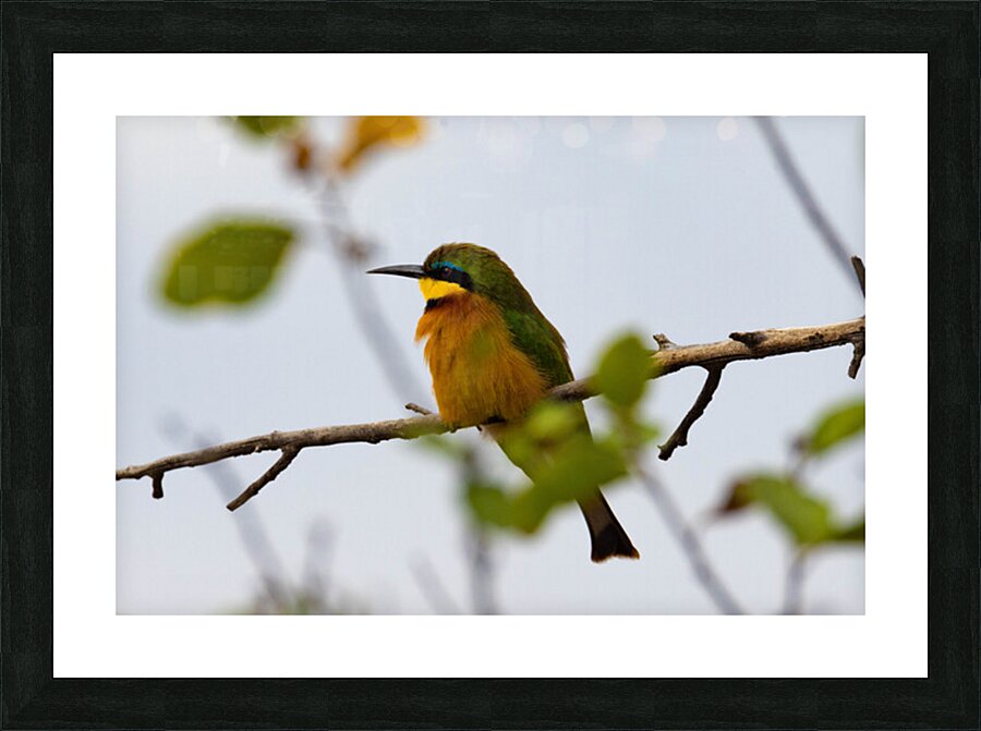 Cinnamon Chested Bee eater 0569 Picture Frame print