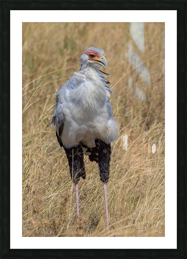 Secretarybird 0295 Picture Frame print