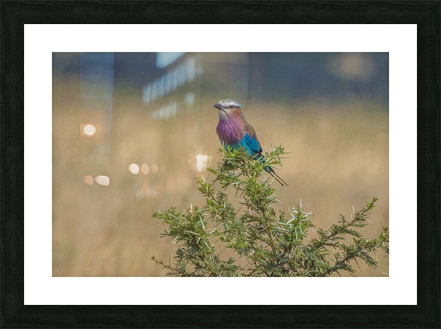 Lilac Breasted Roller 0305 Picture Frame print