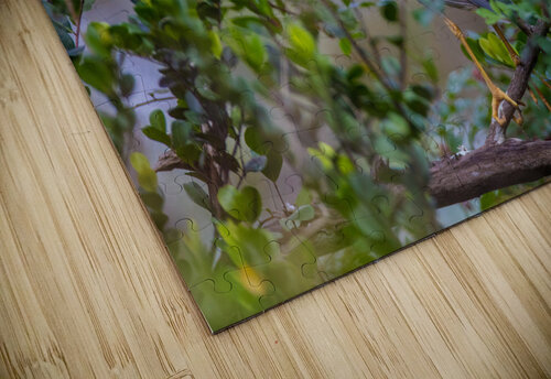 Black crowned Night Heron 9888 Robert Burnett puzzle