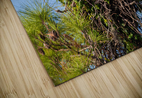 Bald Eagle 9148 Robert Burnett puzzle