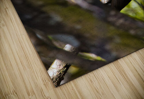 Pileated Woodpecker 7819 Robert Burnett puzzle