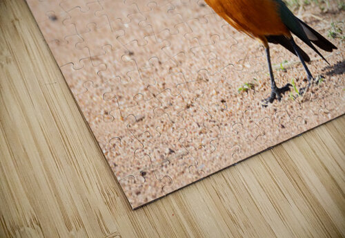 Superb Starling 0201 Robert Burnett puzzle