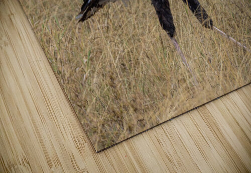 Secretarybird 0297 Robert Burnett puzzle