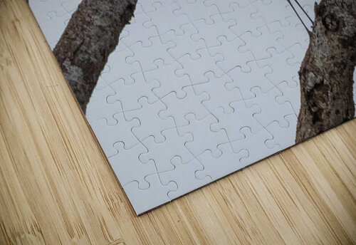 Black Headed Heron 0370 Robert Burnett puzzle