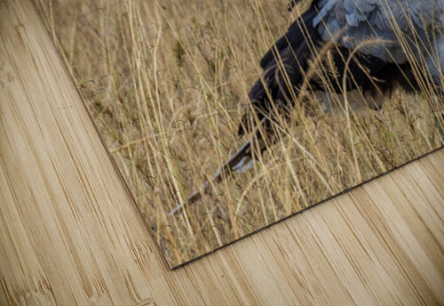 Secretarybird 0289 Robert Burnett puzzle