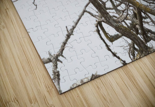 Marshall Eagle CR5 0511 Robert Burnett puzzle