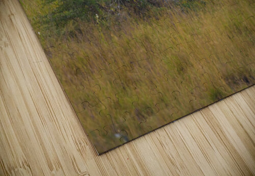 Black Headed Heron 0360 Robert Burnett puzzle