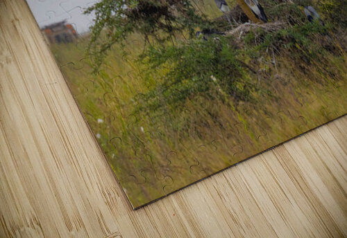 Black Headed Heron 0367 Robert Burnett puzzle