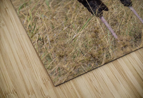 Secretarybird 0295 Robert Burnett puzzle