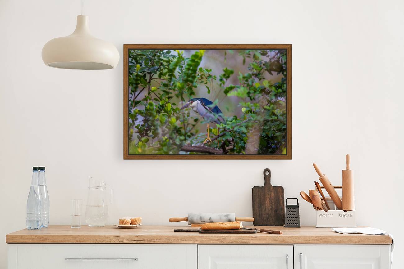 Black crowned Night Heron 9888 Reproduction