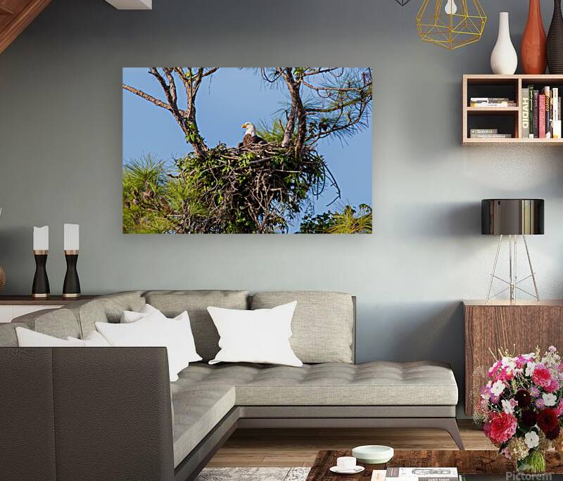 Bald Eagle 9148 Reproduction