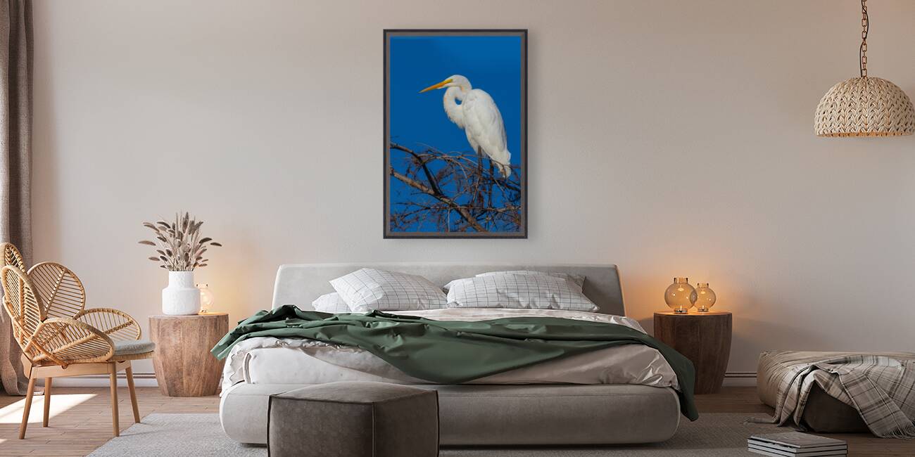 Great Egret 1067 Reproduction