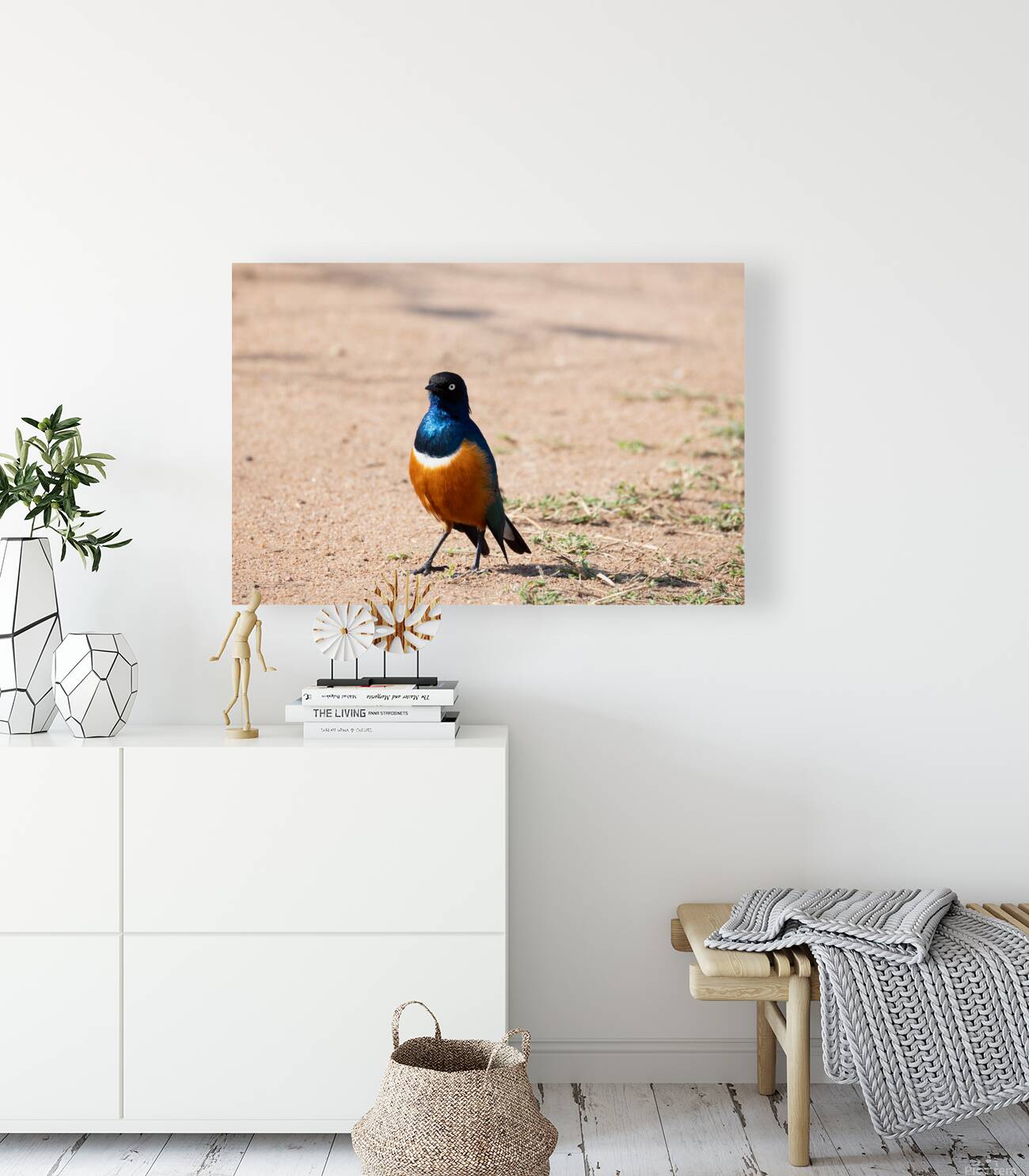 Superb Starling 0201 Reproduction