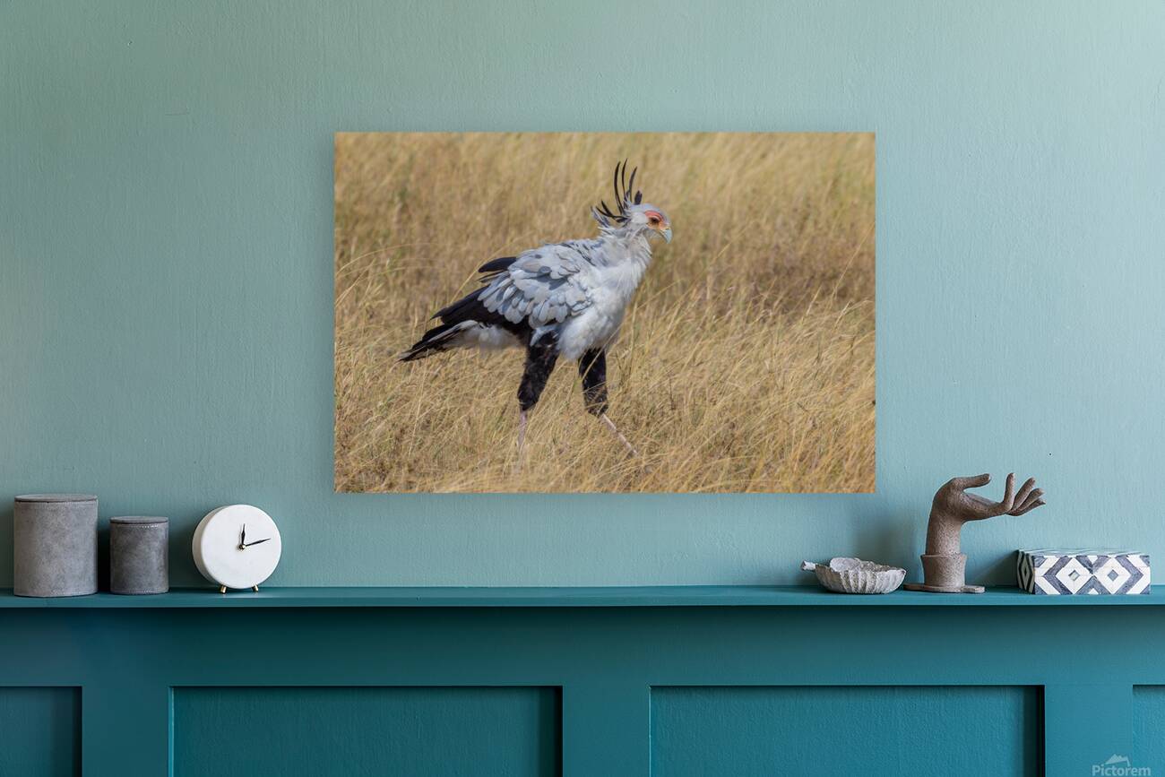 Secretarybird 0297 Reproduction