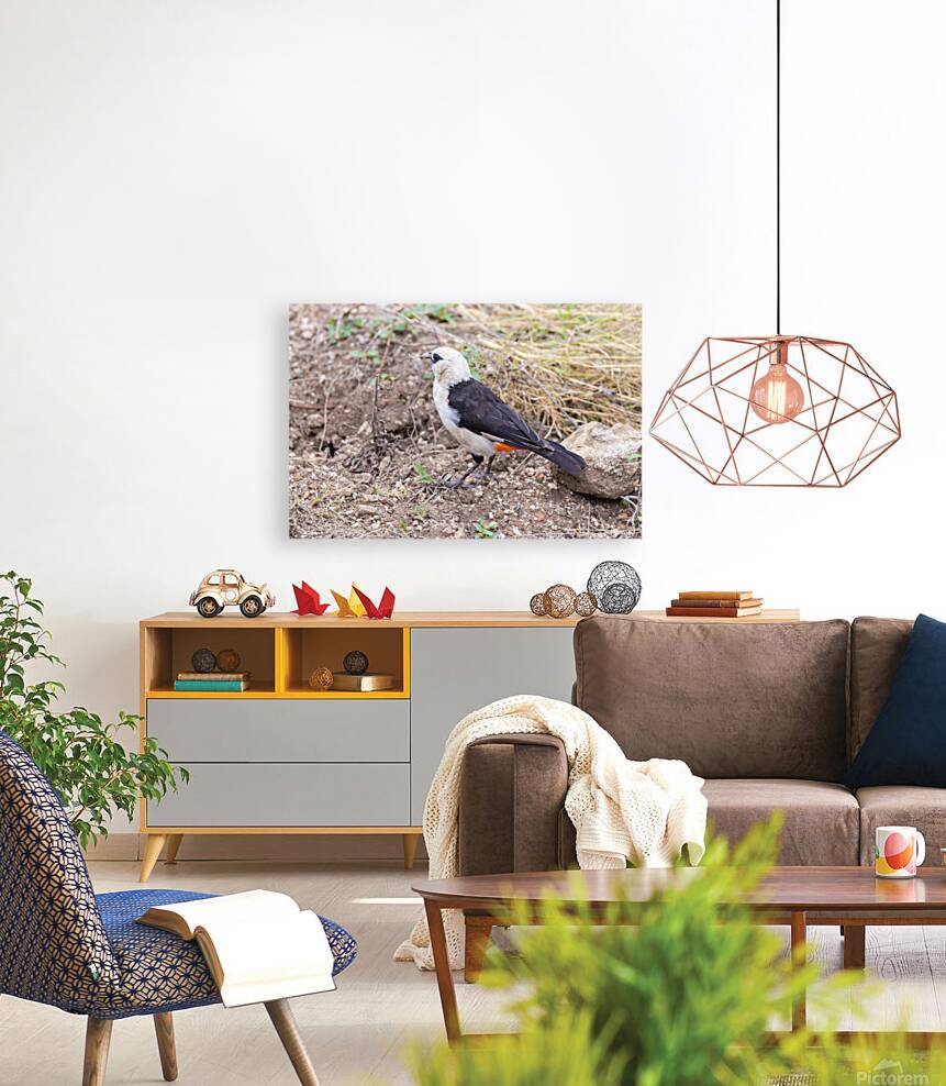 White headed Buffalo Weaver 0665 Reproduction