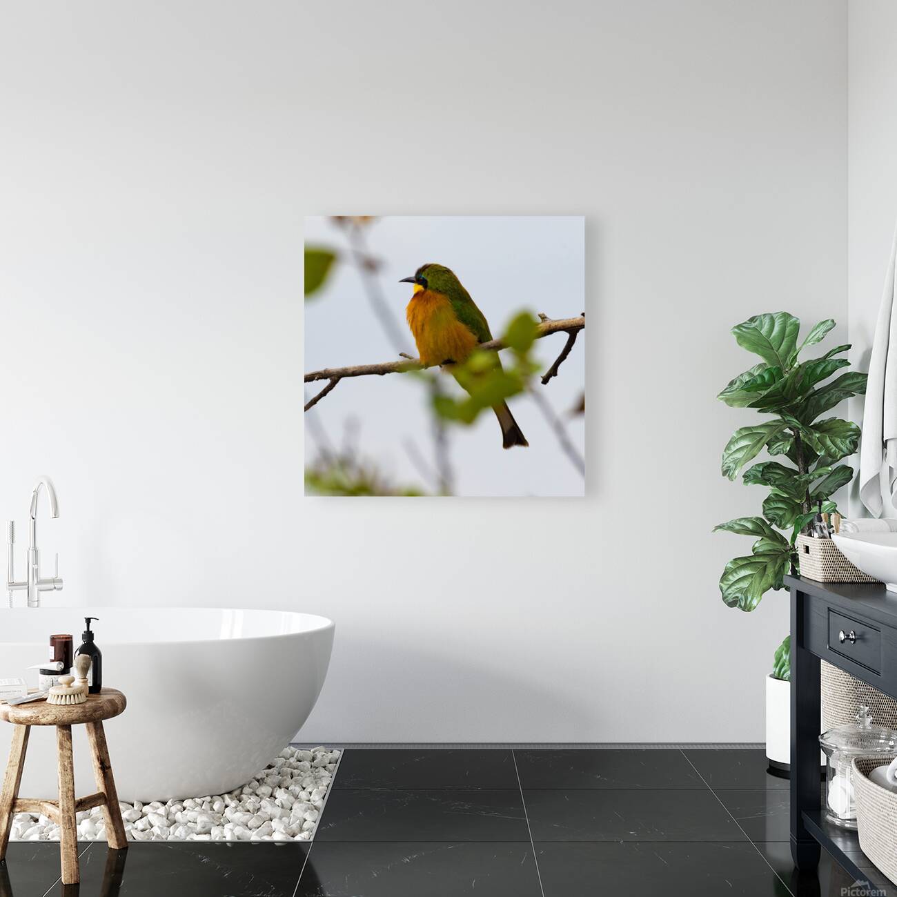 Cinnamon Chested Bee eater 0572 Reproduction