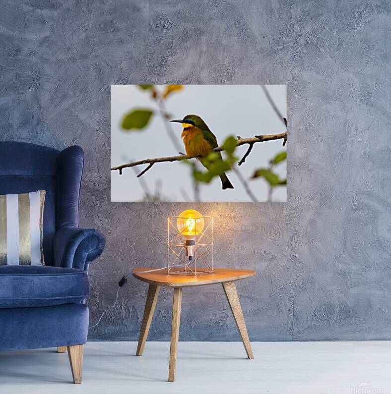 Cinnamon Chested Bee eater 0569 Reproduction