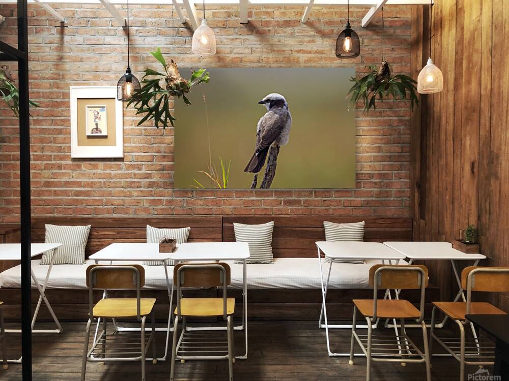 White rumped Shrike 0321 Reproduction