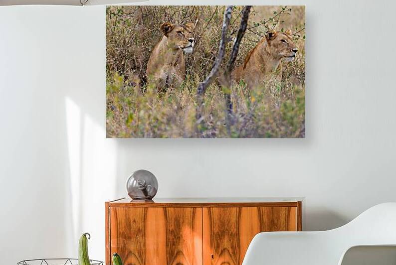 Lion 0495 Reproduction