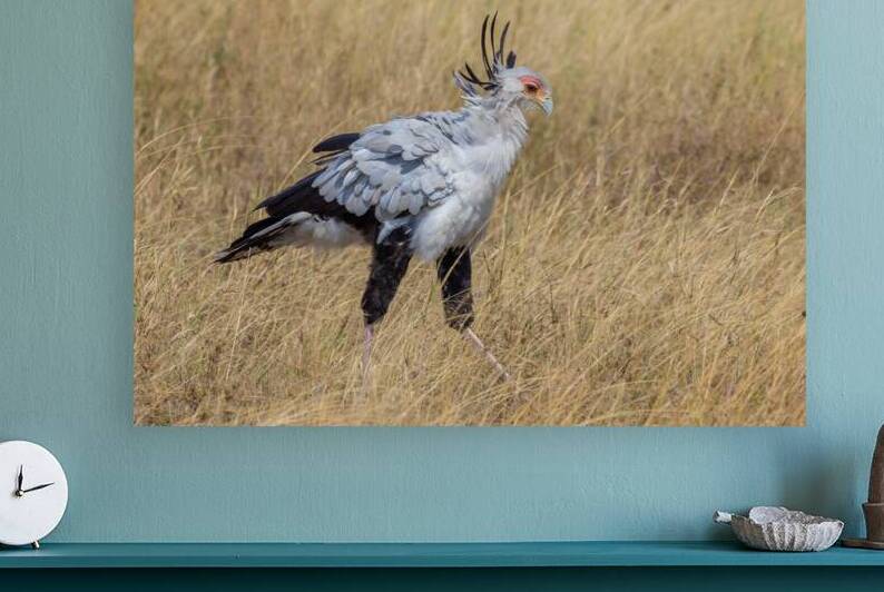 Secretarybird 0297 Reproduction