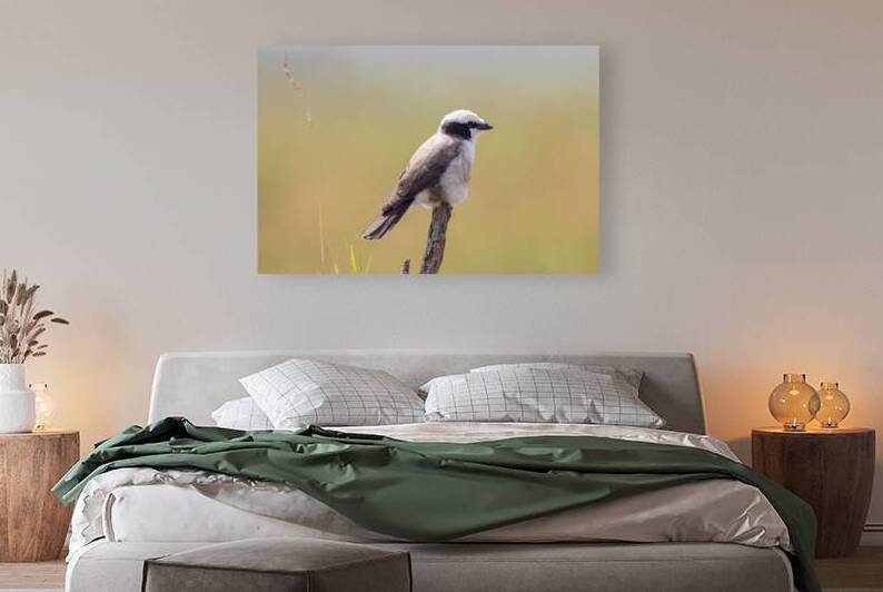 White rumped Shrike 0318 by Robert Burnett