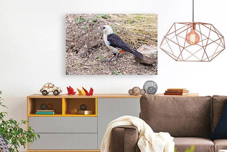 White headed Buffalo Weaver 0665 Reproduction