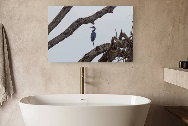 Black Headed Heron 0370 Reproduction