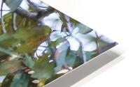 Ecuador 10 1259 HD Metal print