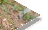 Gray Capped Social Weaver 0231 HD Metal print