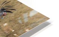 Secretarybird 0299 HD Metal print
