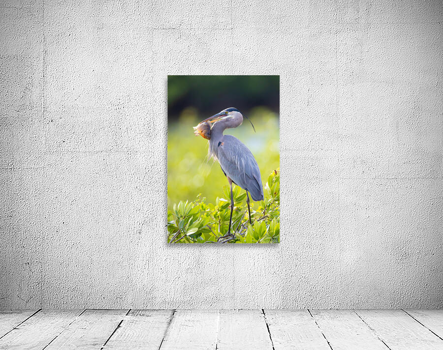 Great Blue Heron 2670 Wall Preview