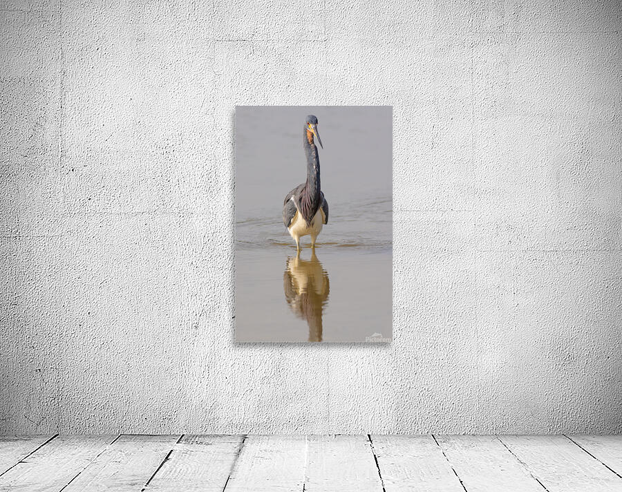 Tri colored Heron 3060 Wall Preview