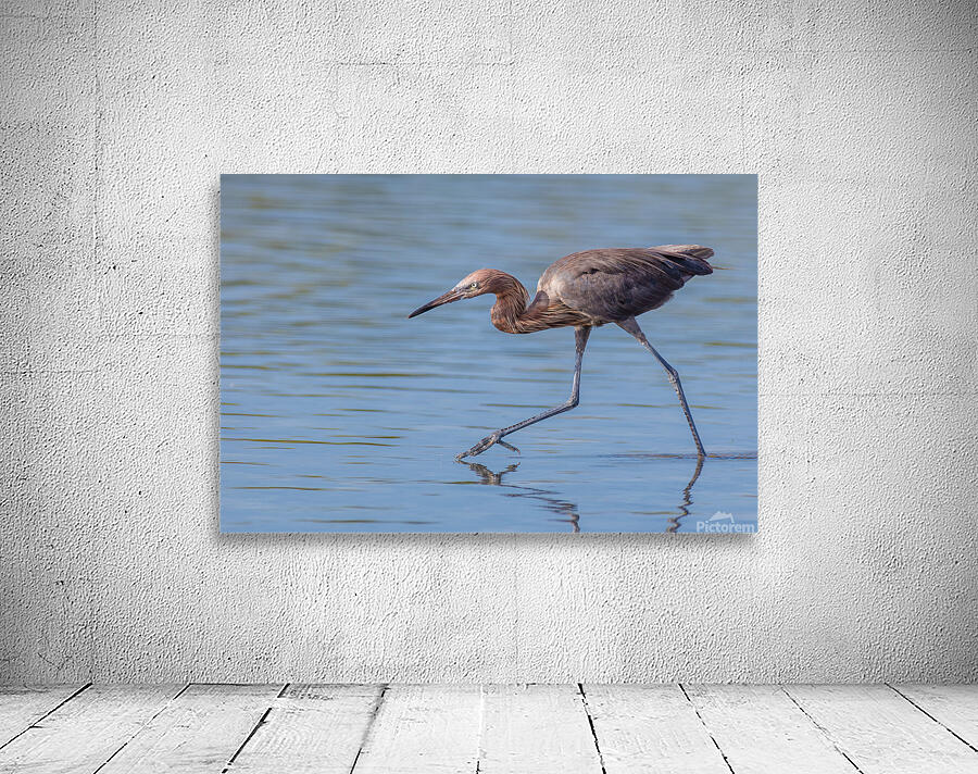 Reddish Egret 3351 Wall Preview