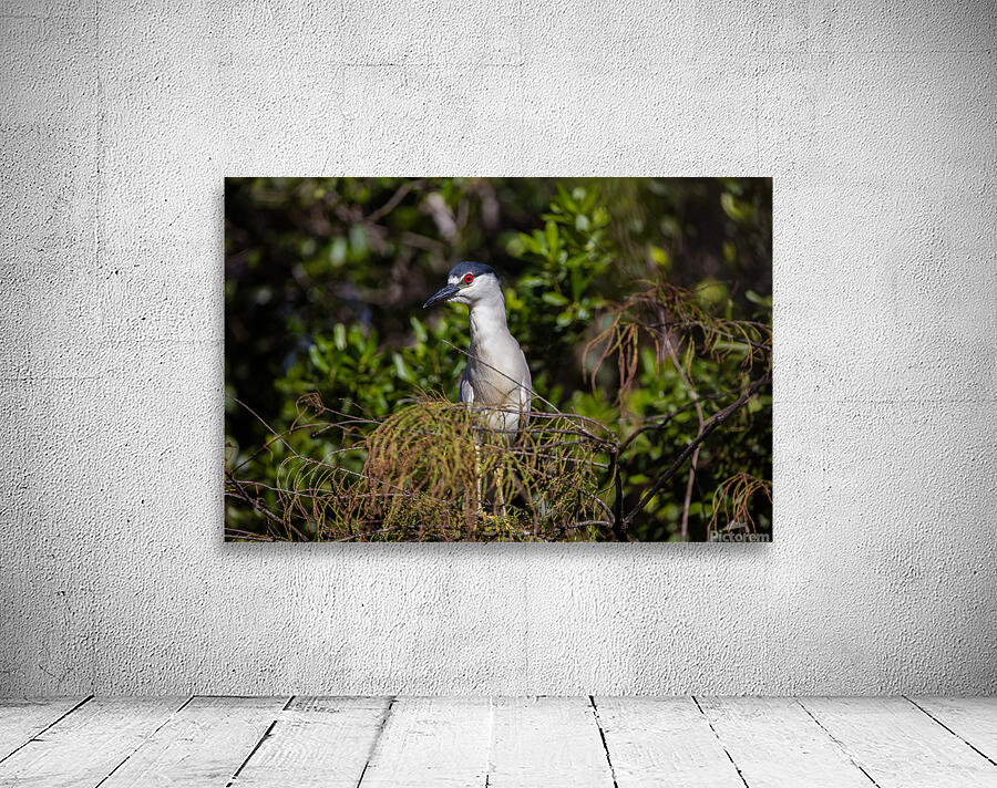 Black crowned Night Heron 9350 Wall Preview