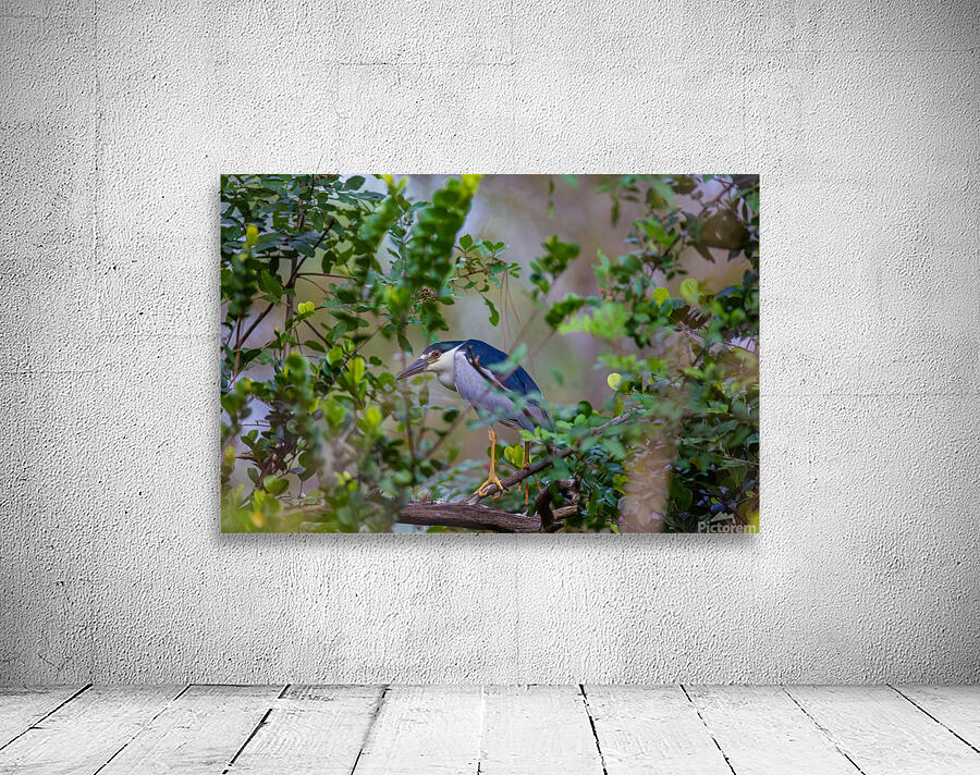 Black crowned Night Heron 9888 Wall Preview