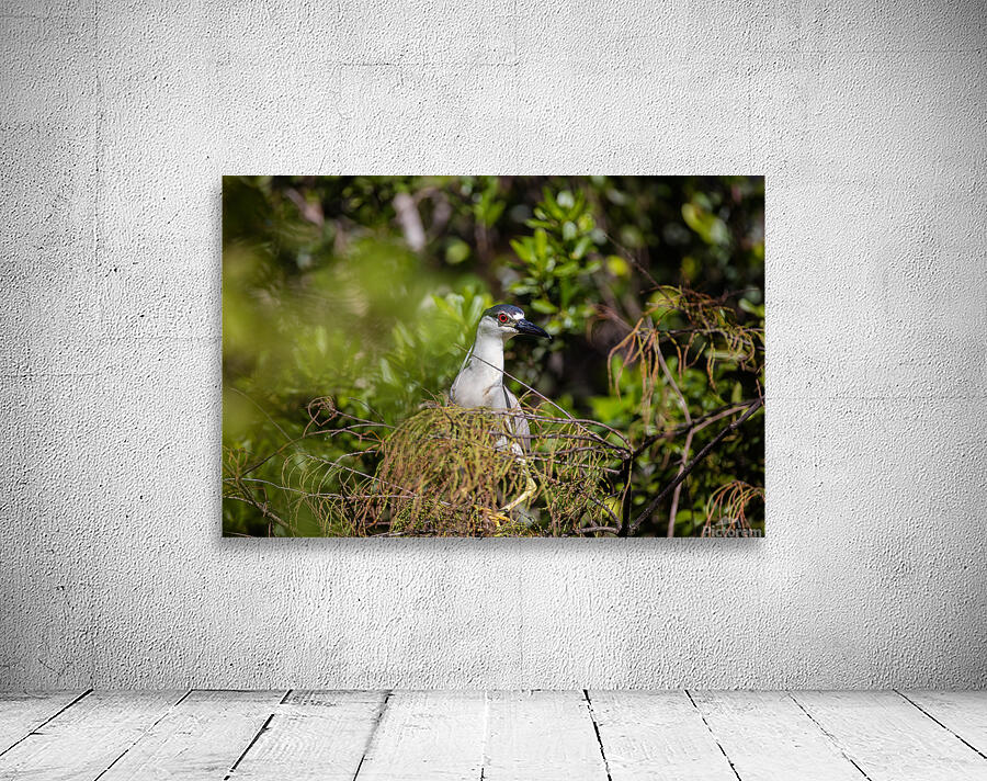 Black crowned Night Heron 9328 Wall Preview