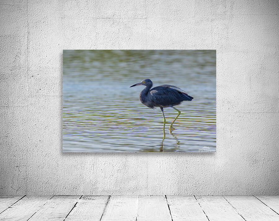Little Blue Heron 3242 Wall Preview