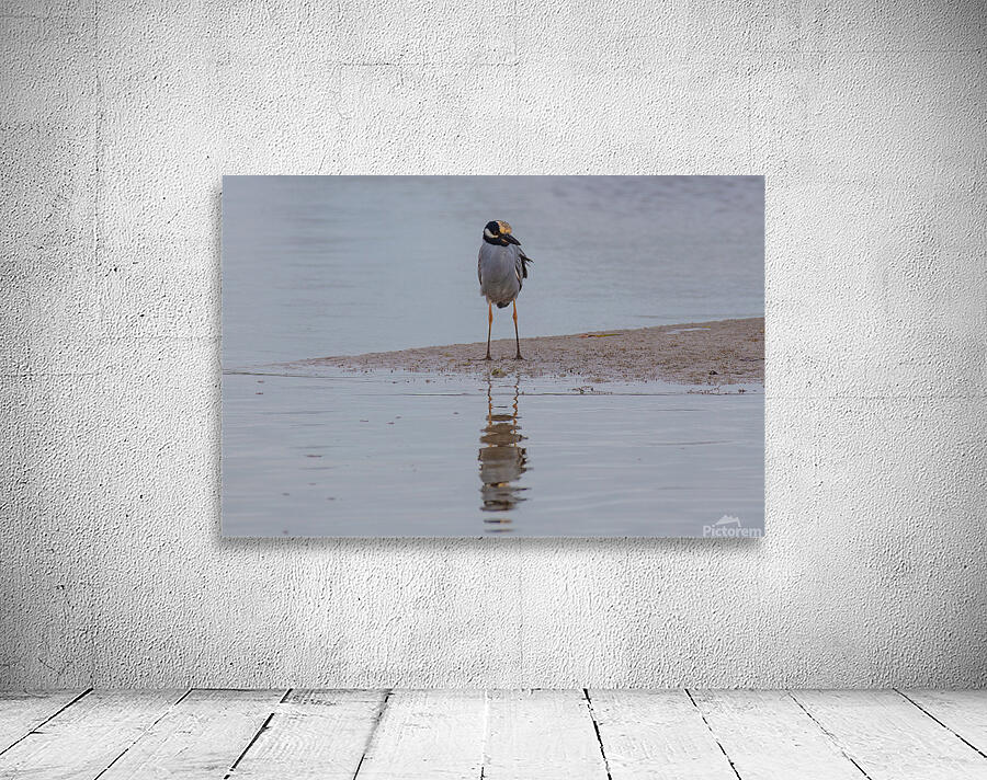 Yellow crowned Night Heron 4831 Wall Preview