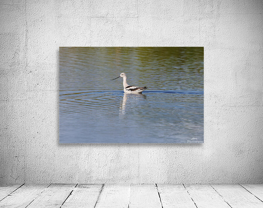 American Avocet 1828 Wall Preview