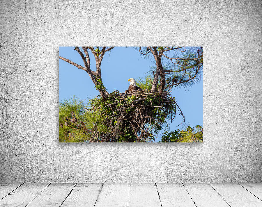 Bald Eagle 9148 Wall Preview