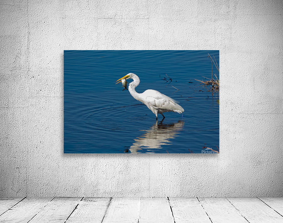 Great Egret 3460 Wall Preview