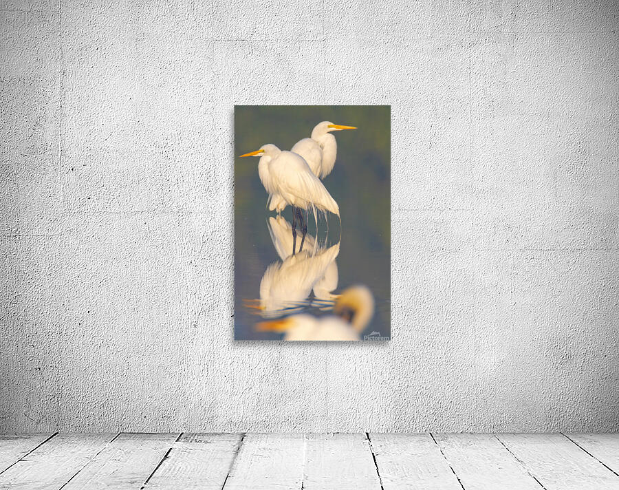 Great Egret 2424 Wall Preview