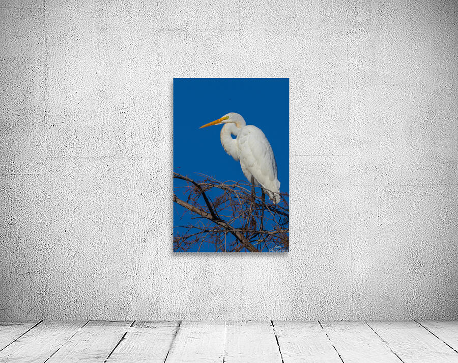 Great Egret 1067 Wall Preview