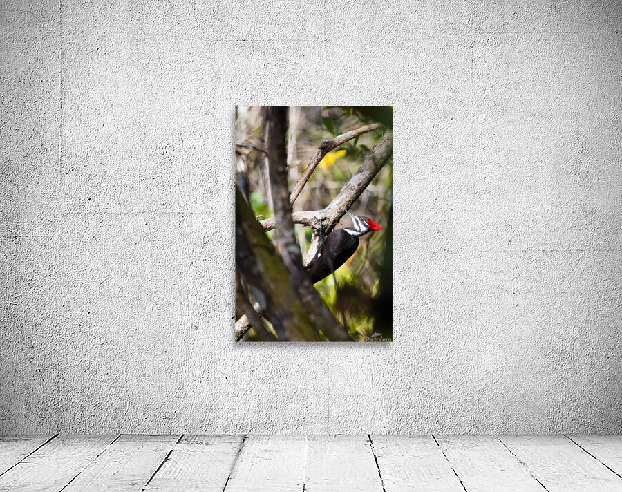 Pileated Woodpecker 7819 Wall Preview