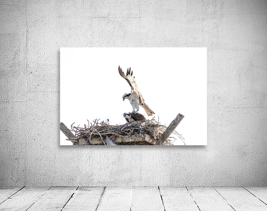 Osprey 1146 Wall Preview