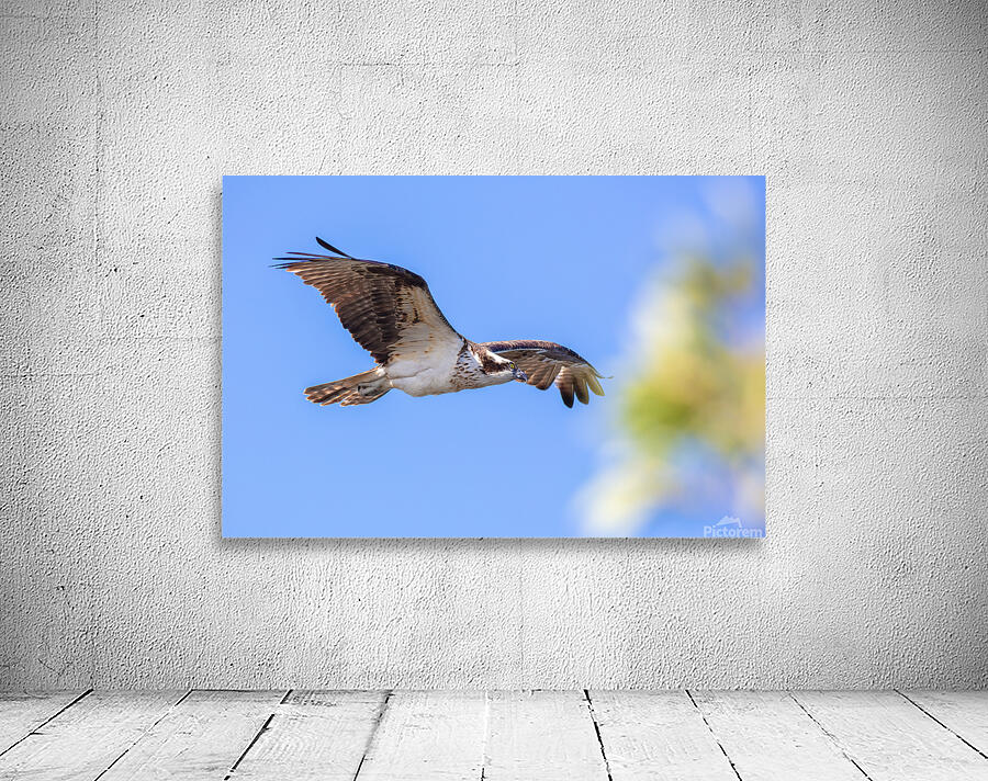 Osprey 5011 Wall Preview