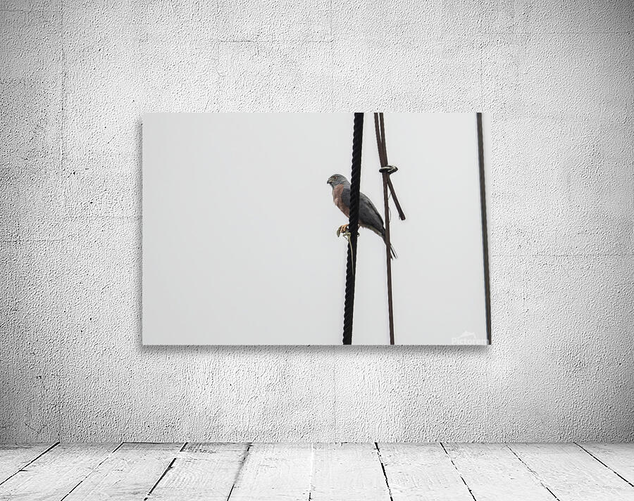 Ecuador 9 0830 Wall Preview